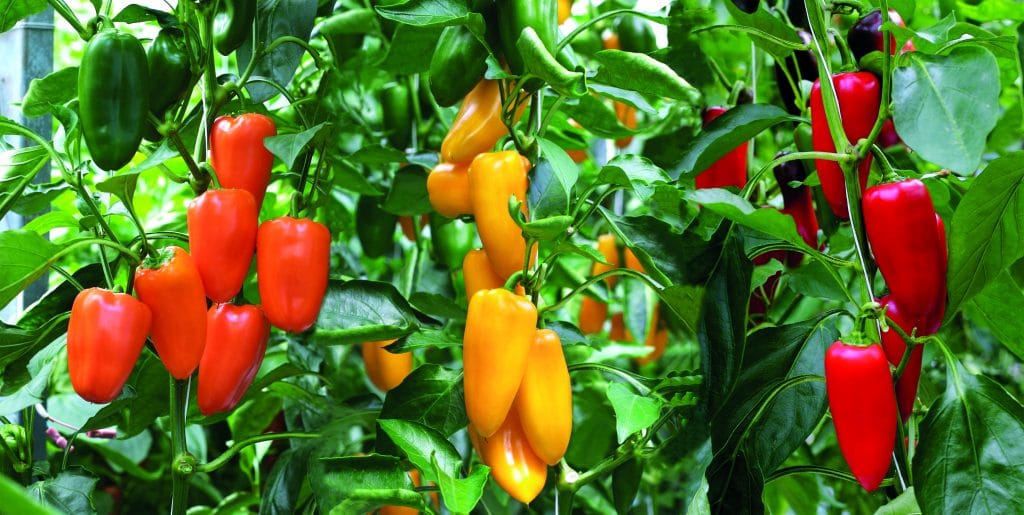 Detail Sweet Pepper Images Nomer 8