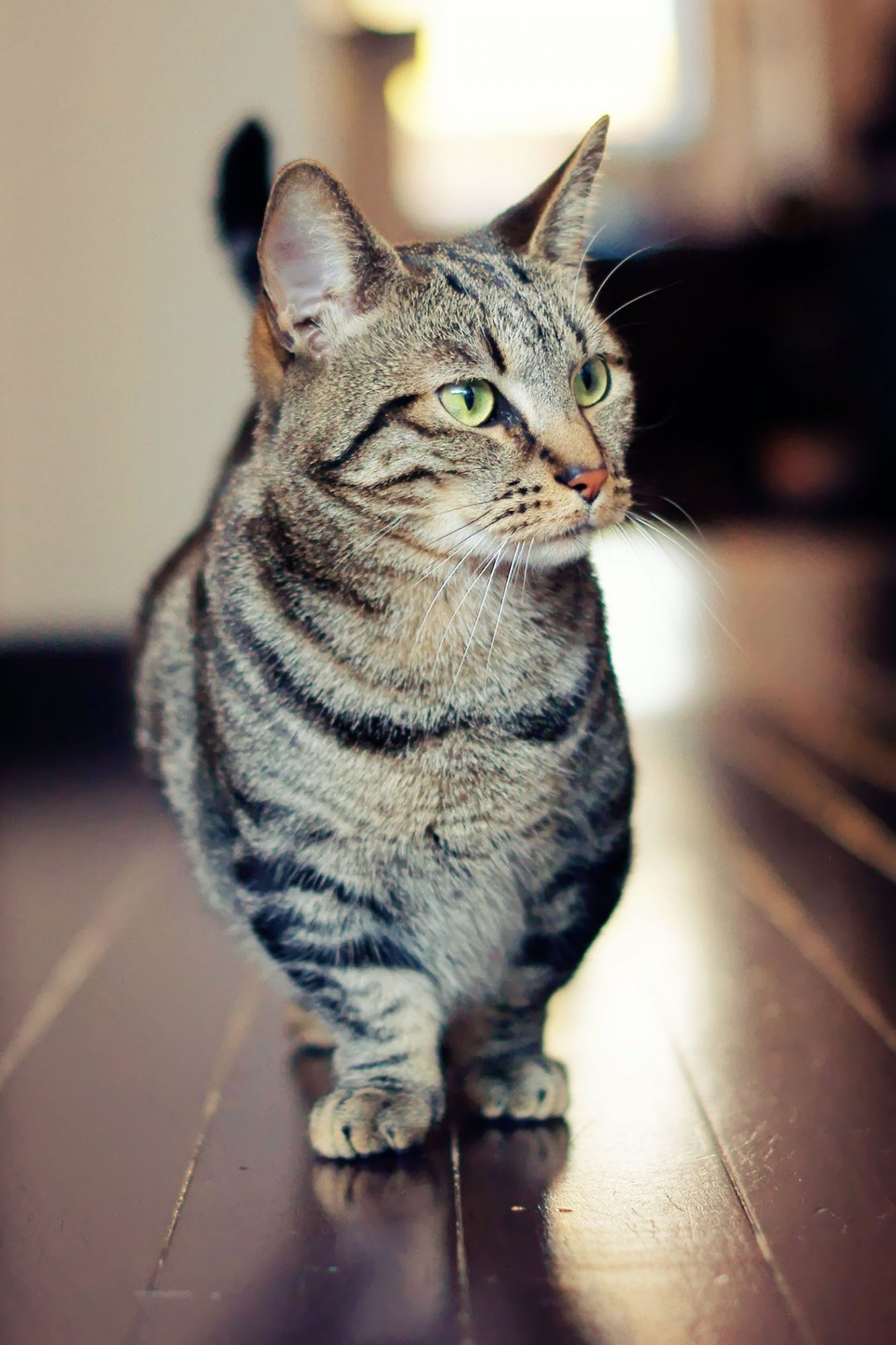 Tabby Munchkin Cat - KibrisPDR