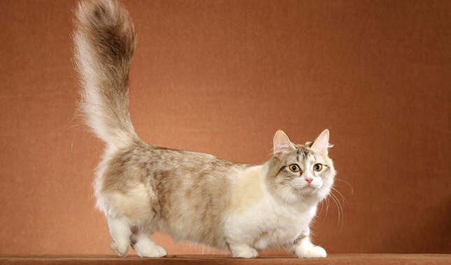 Detail Tabby Munchkin Cat Nomer 22