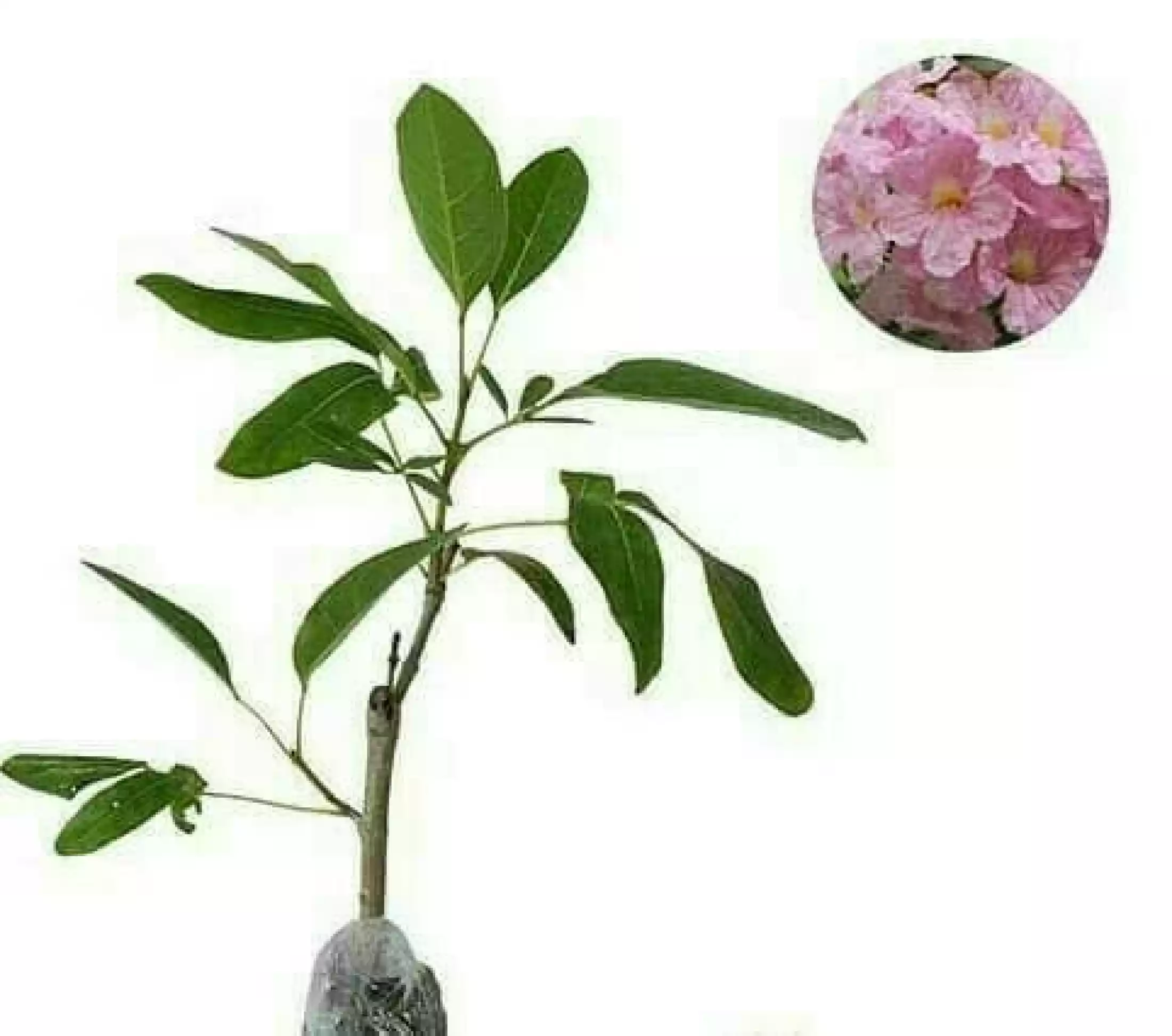 Detail Tabebuya Pink Nomer 21