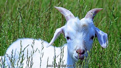 Tafsir Mimpi Kambing - KibrisPDR