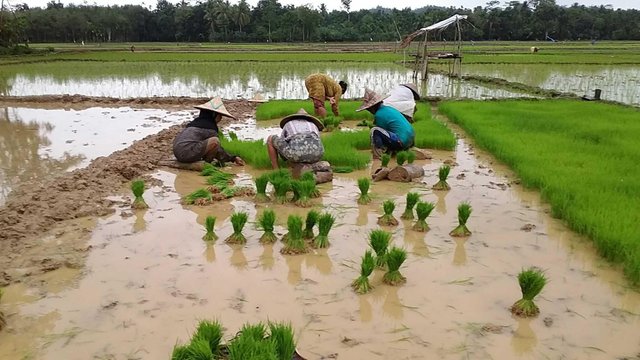 Detail Tahap Budidaya Tanaman Padi Dan Gambar Nomer 14