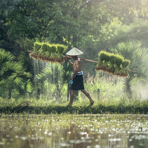 Detail Tahap Budidaya Tanaman Padi Dan Gambar Nomer 27