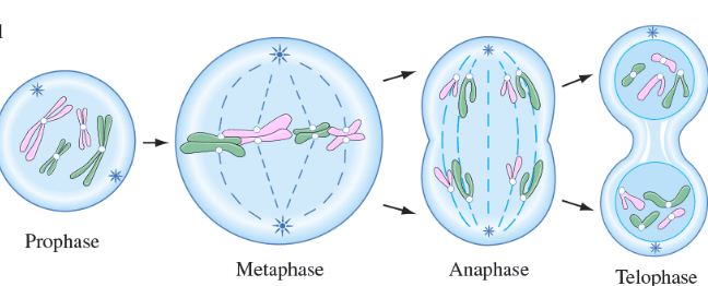 Detail Tahap Pembelahan Mitosis Dan Gambarnya Nomer 29