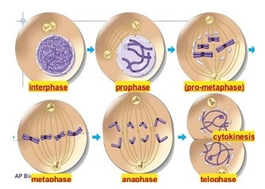 Detail Tahap Pembelahan Mitosis Dan Gambarnya Nomer 31