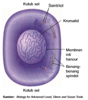 Detail Tahap Pembelahan Mitosis Dan Gambarnya Nomer 44