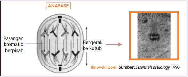 Detail Tahap Pembelahan Mitosis Dan Gambarnya Nomer 47