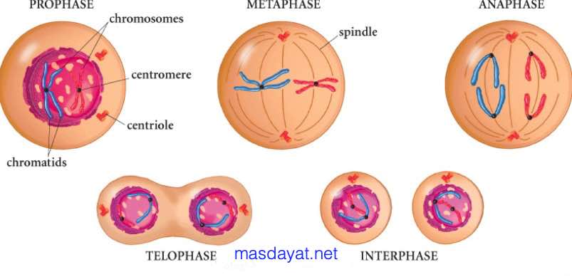 Detail Tahap Pembelahan Mitosis Dan Gambarnya Nomer 6