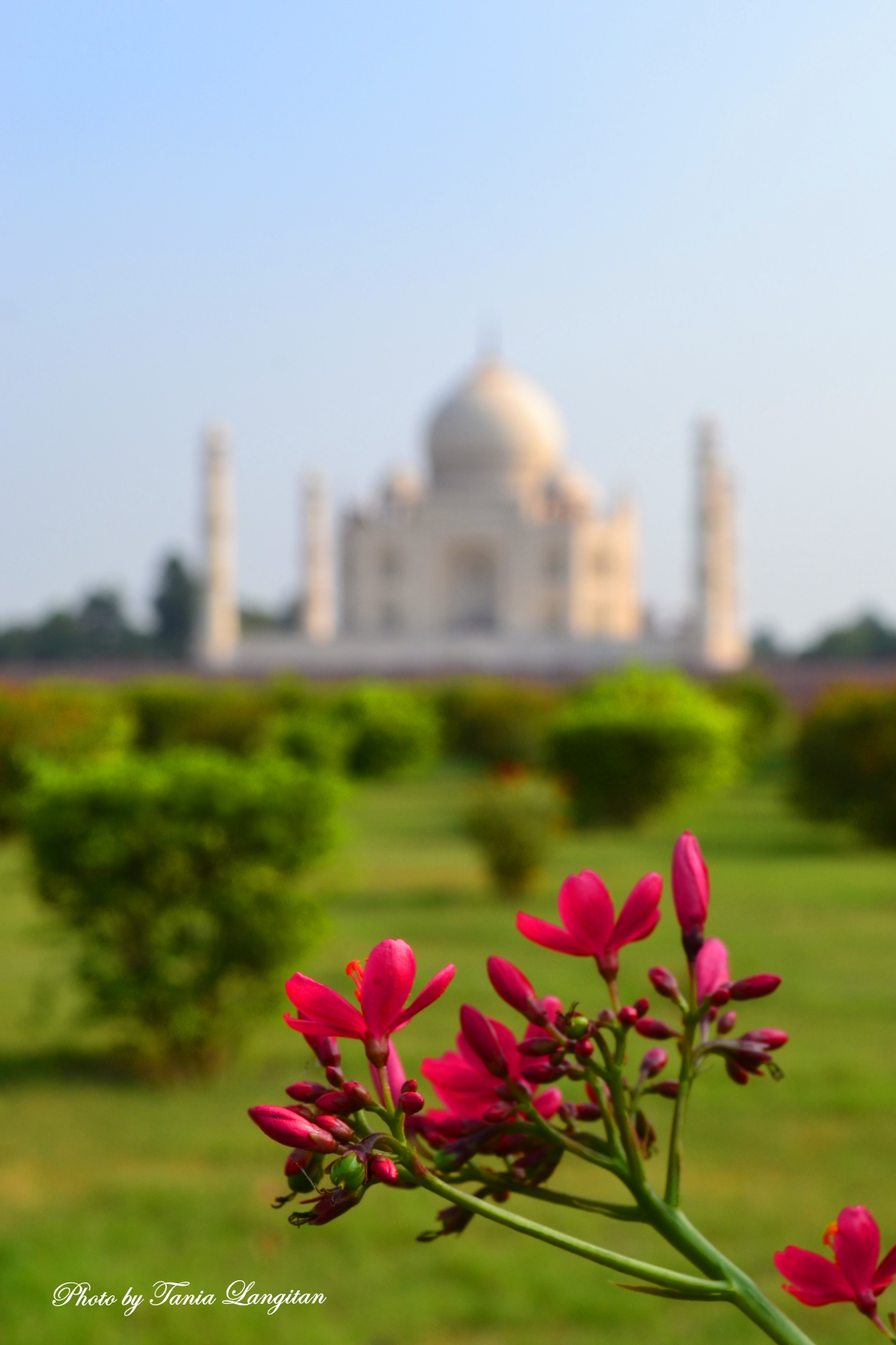 Detail Taj Mahal Wallpaper Malam Hari Nomer 19