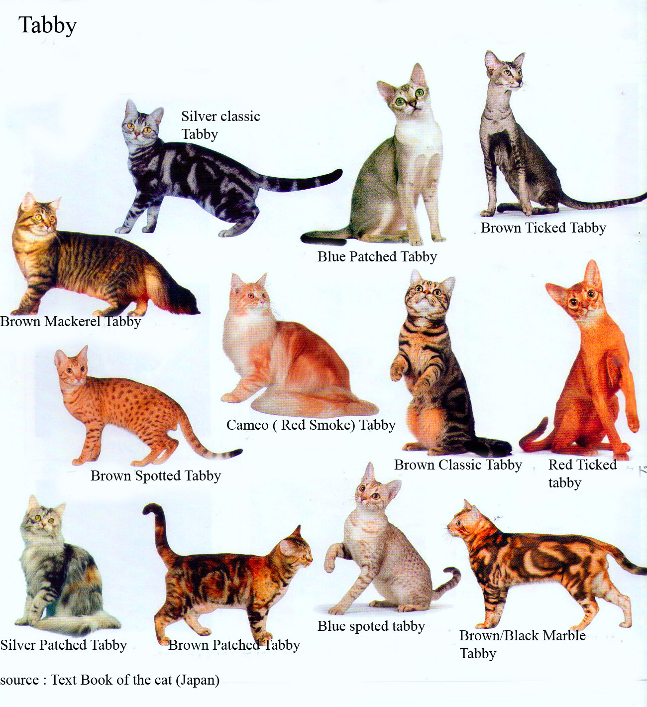 Detail Takson Kucing Nomer 35