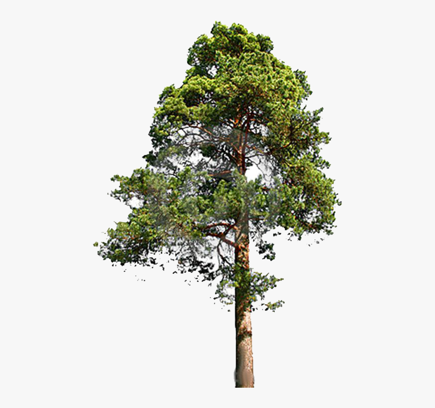 Tall Tree Png - KibrisPDR