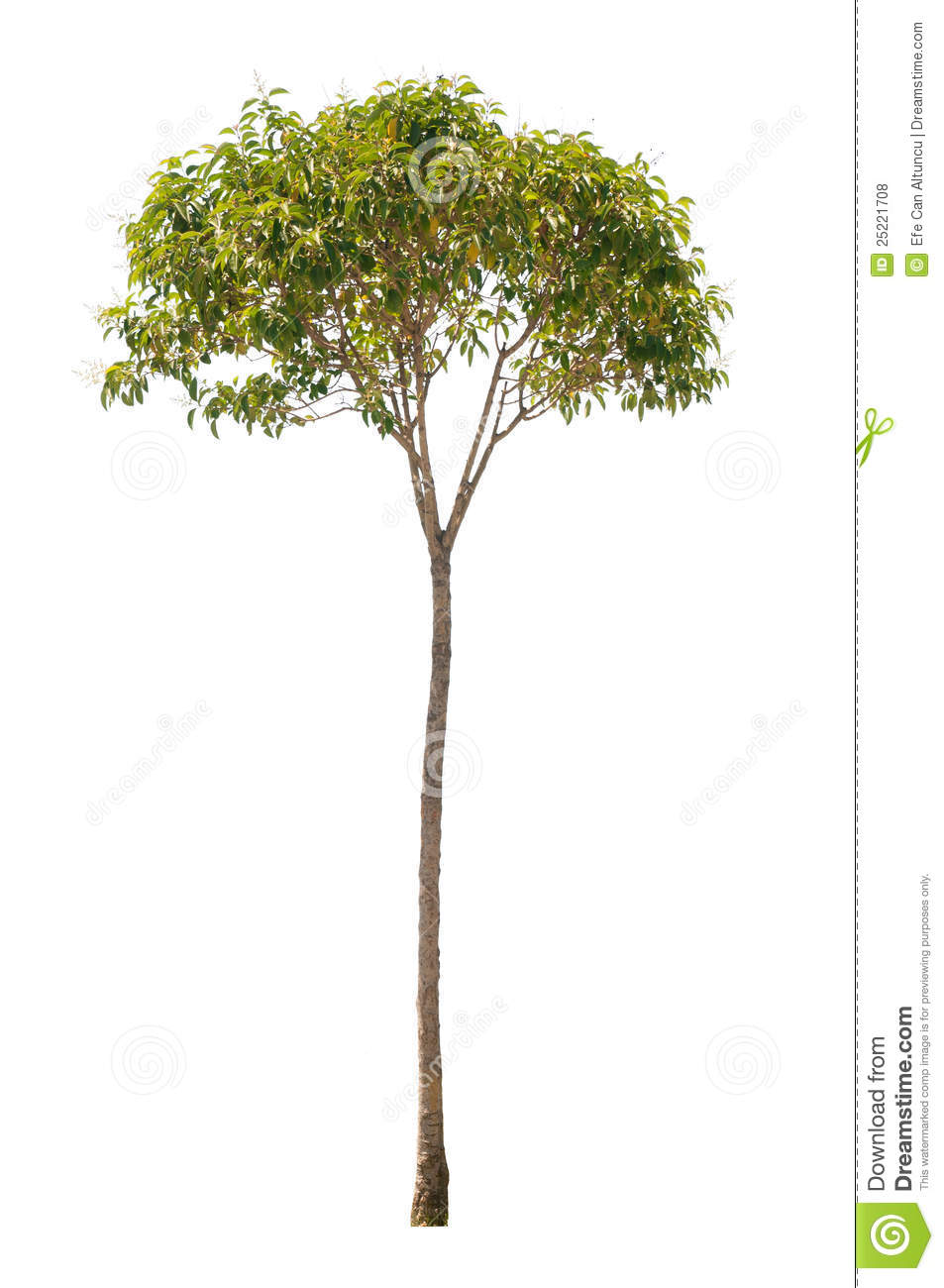 Detail Tall Tree Png Nomer 30