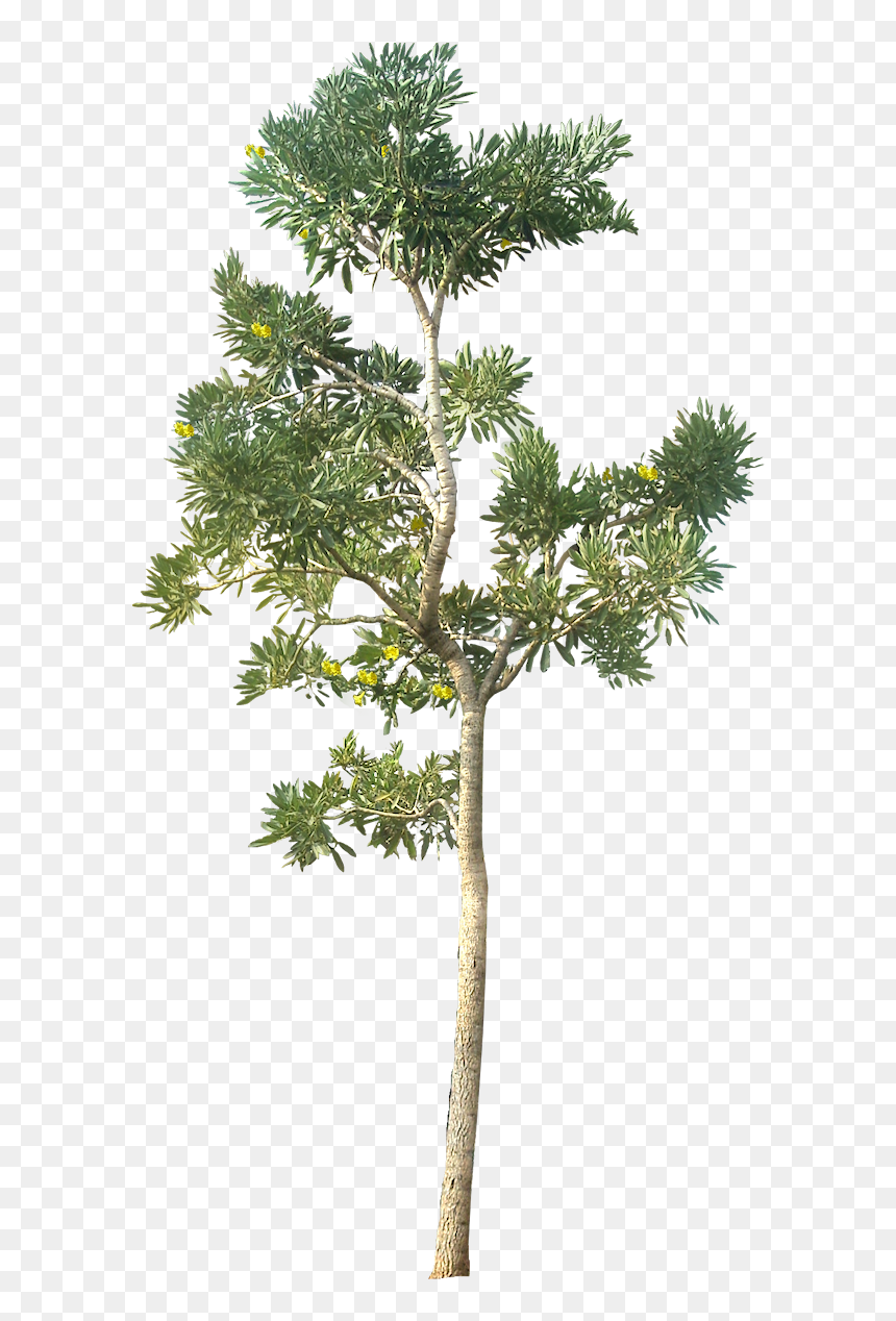 Detail Tall Tree Png Nomer 5