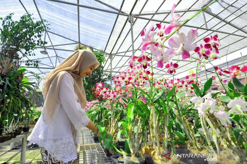 Detail Taman Anggrek Di Rumah Nomer 4