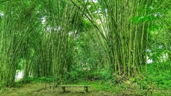 Taman Bambu Kudus - KibrisPDR