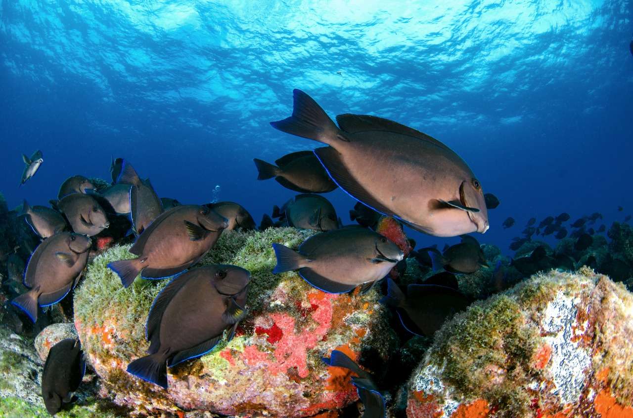 Detail Taman Bawah Laut Terindah Di Dunia Nomer 15