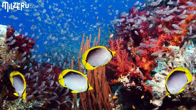 Detail Taman Bawah Laut Terindah Di Dunia Nomer 16