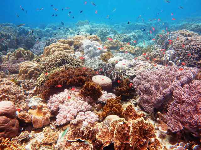 Detail Taman Bawah Laut Terindah Di Dunia Nomer 17