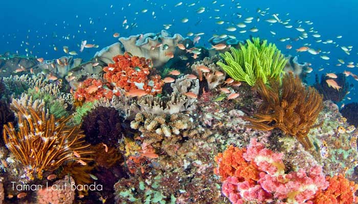 Download Taman Bawah Laut Terindah Di Dunia Nomer 19
