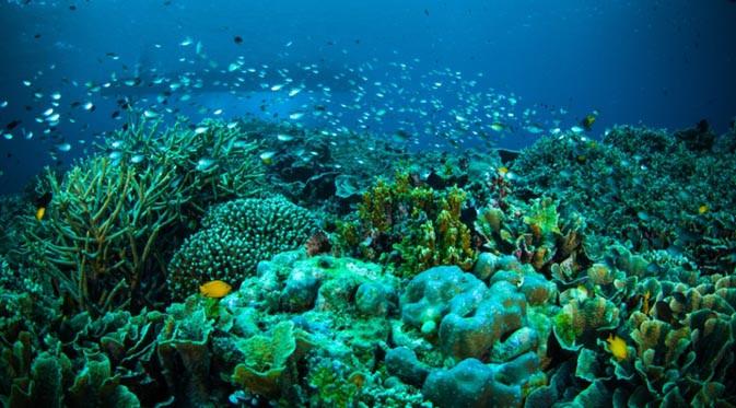 Detail Taman Bawah Laut Terindah Di Dunia Nomer 20