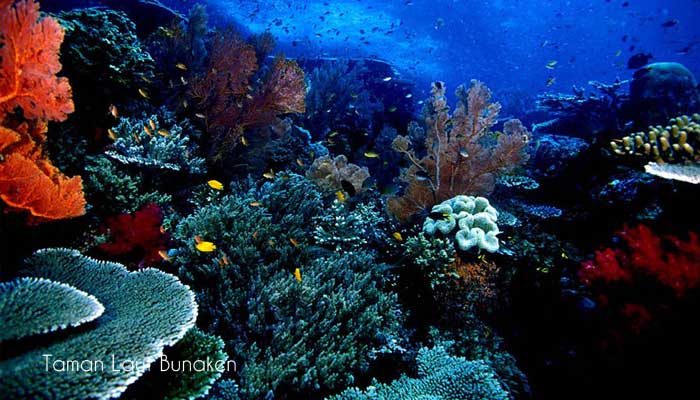 Detail Taman Bawah Laut Terindah Di Dunia Nomer 22