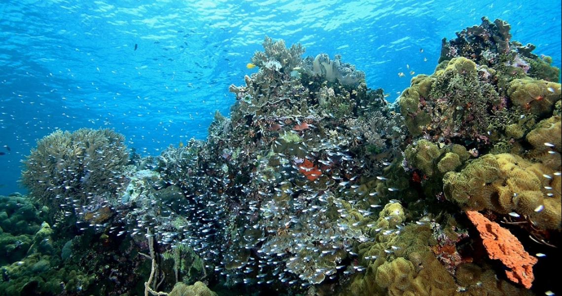 Detail Taman Bawah Laut Terindah Di Dunia Nomer 30