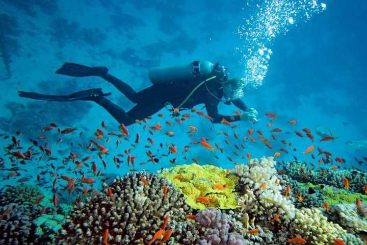 Download Taman Bawah Laut Terindah Di Dunia Nomer 49