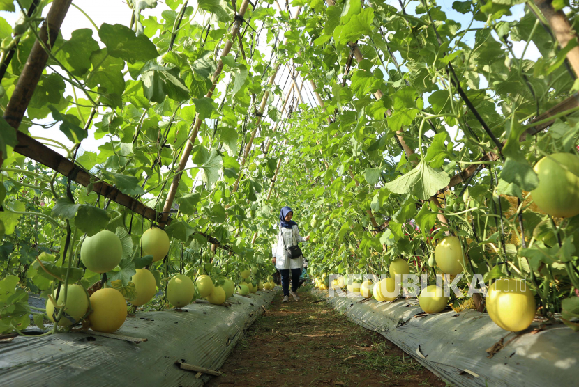 Detail Taman Buah Buahan Nomer 15