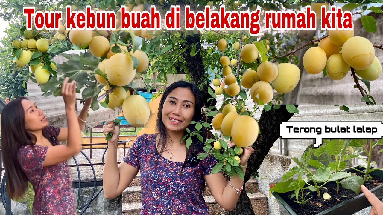 Detail Taman Buah Buahan Nomer 27