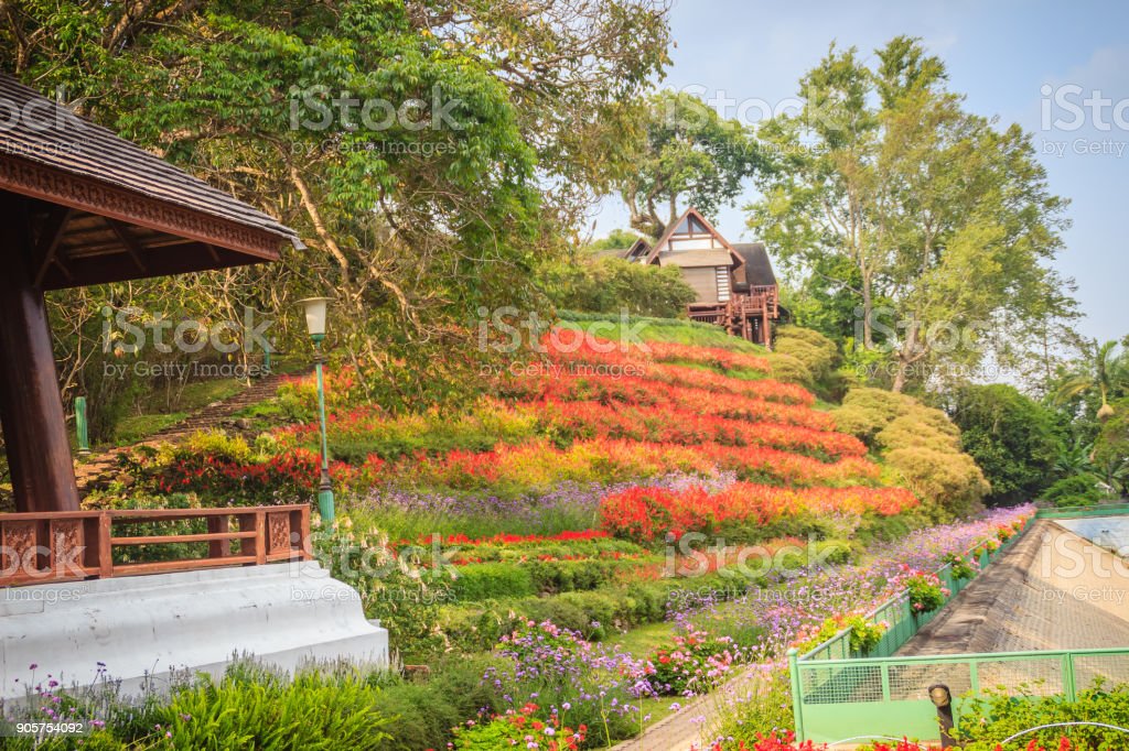 Detail Taman Bunga Di Chiang Mai Nomer 9