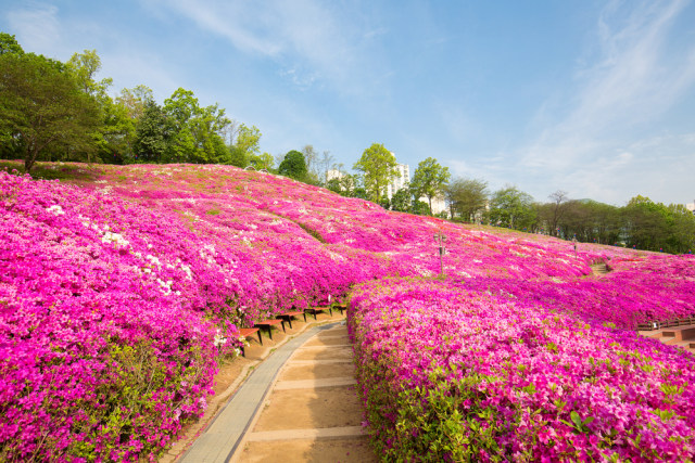 Detail Taman Bunga Di Korea Selatan Nomer 11