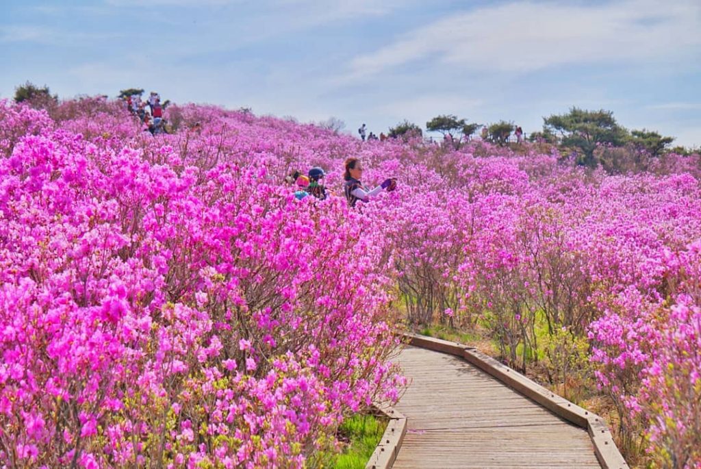 Detail Taman Bunga Di Korea Selatan Nomer 12