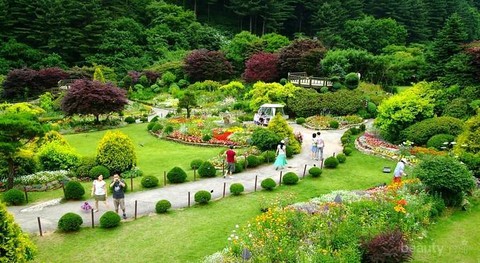 Detail Taman Bunga Di Korea Selatan Nomer 13