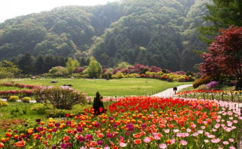 Detail Taman Bunga Di Korea Selatan Nomer 15
