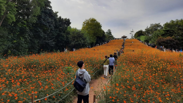 Detail Taman Bunga Di Korea Selatan Nomer 23