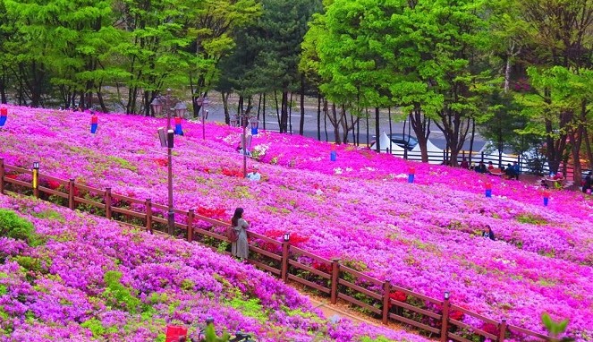 Detail Taman Bunga Di Korea Selatan Nomer 30