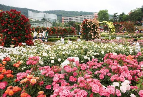 Detail Taman Bunga Di Korea Selatan Nomer 8