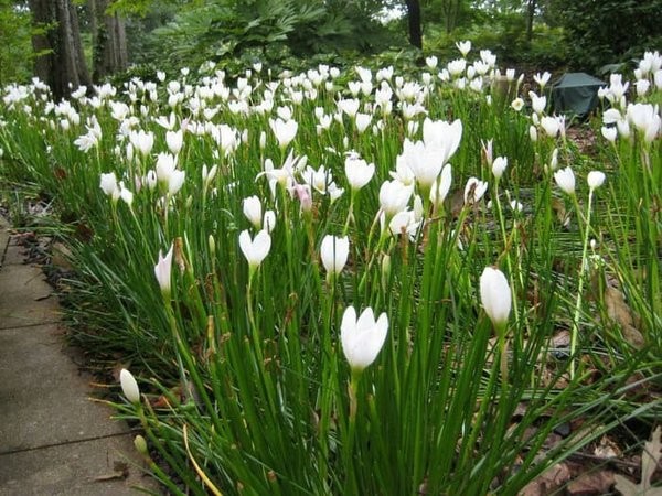 Taman Bunga Lili Putih - KibrisPDR