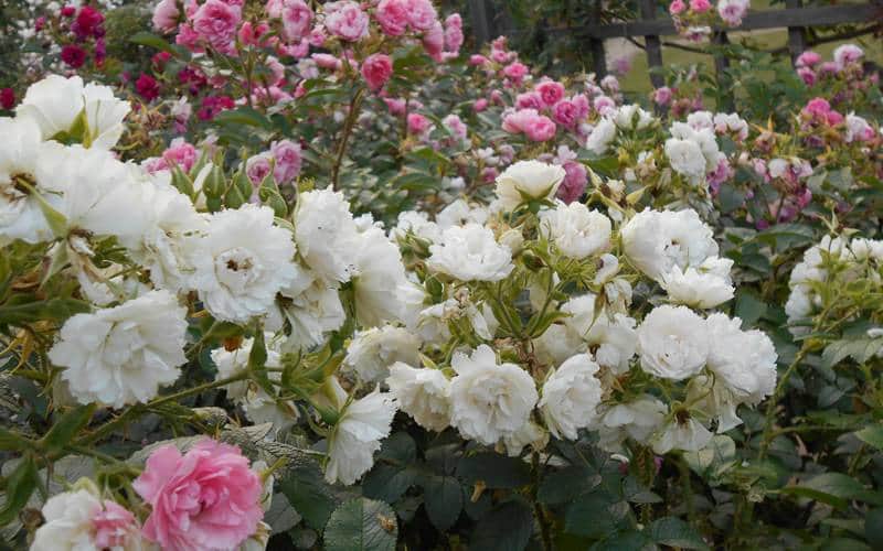Taman Bunga Mawar Putih - KibrisPDR