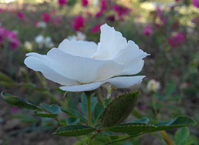 Detail Taman Bunga Mawar Putih Nomer 10