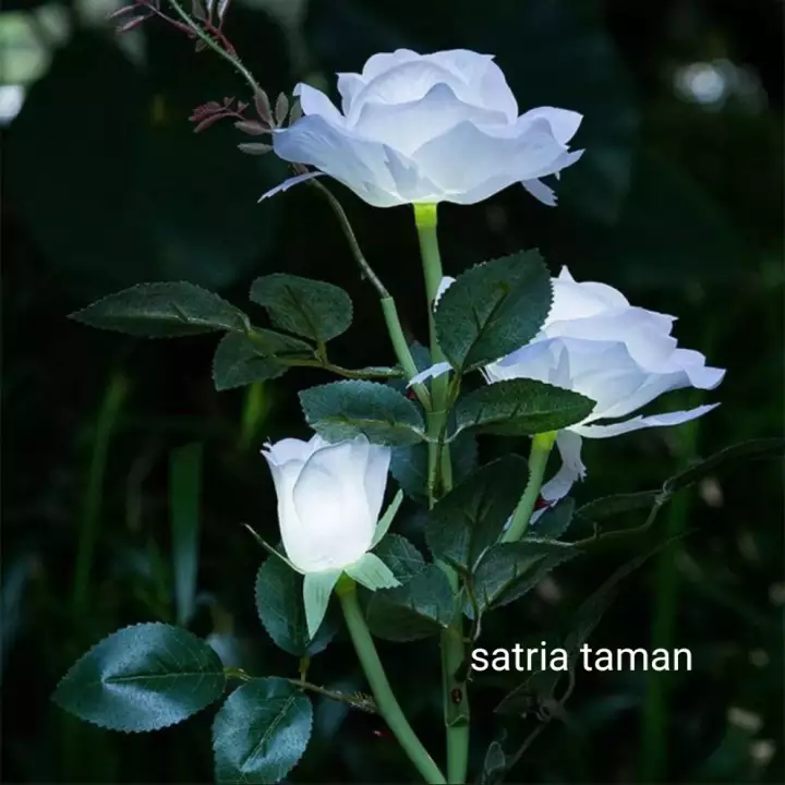 Detail Taman Bunga Mawar Putih Nomer 12
