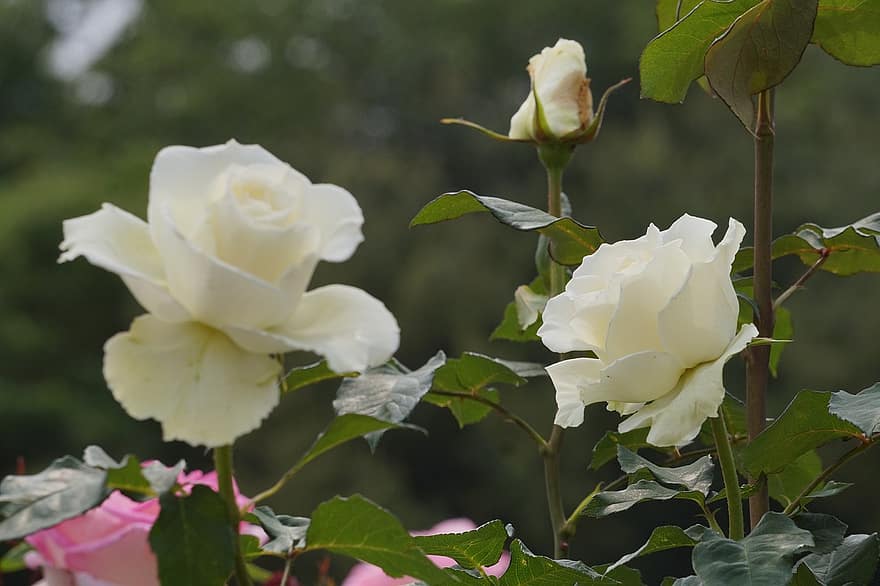 Detail Taman Bunga Mawar Putih Nomer 13