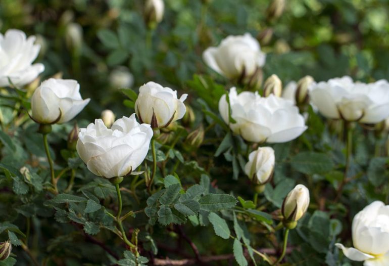 Detail Taman Bunga Mawar Putih Nomer 15