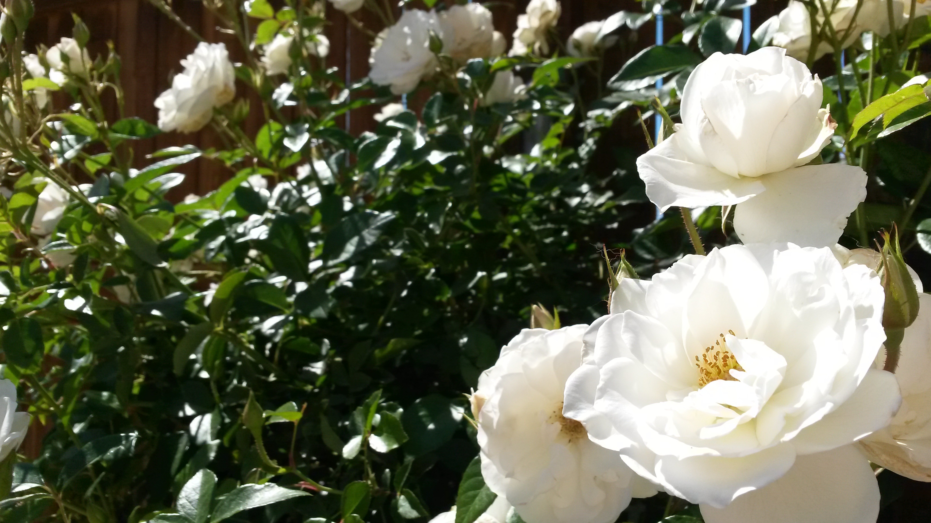 Detail Taman Bunga Mawar Putih Nomer 16
