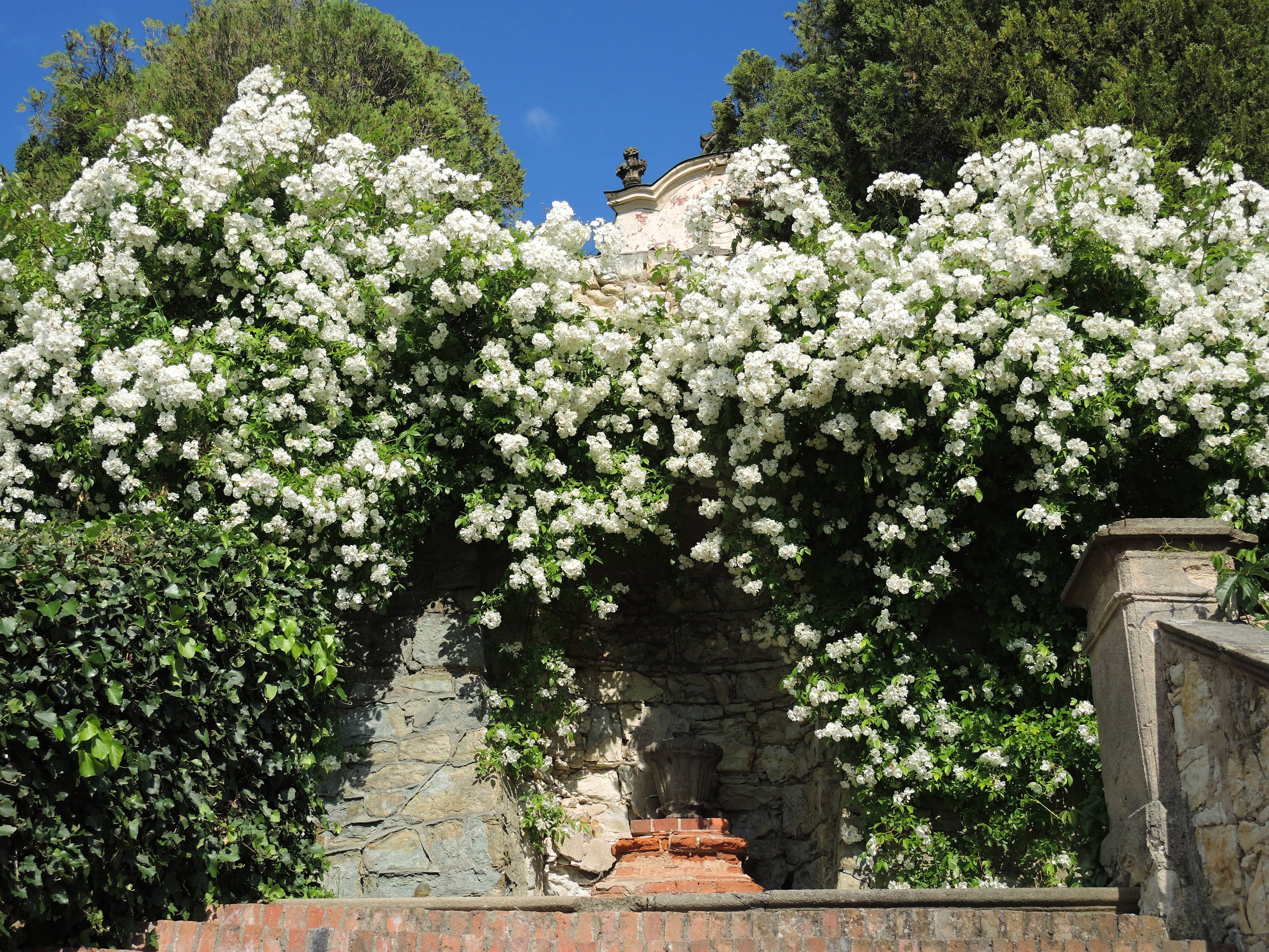 Detail Taman Bunga Mawar Putih Nomer 18