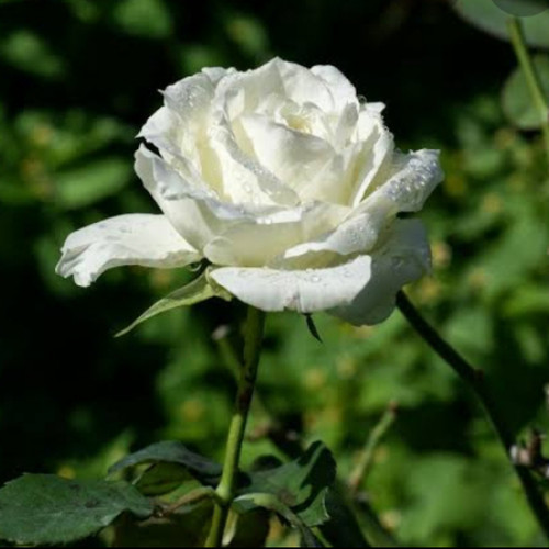Detail Taman Bunga Mawar Putih Nomer 21