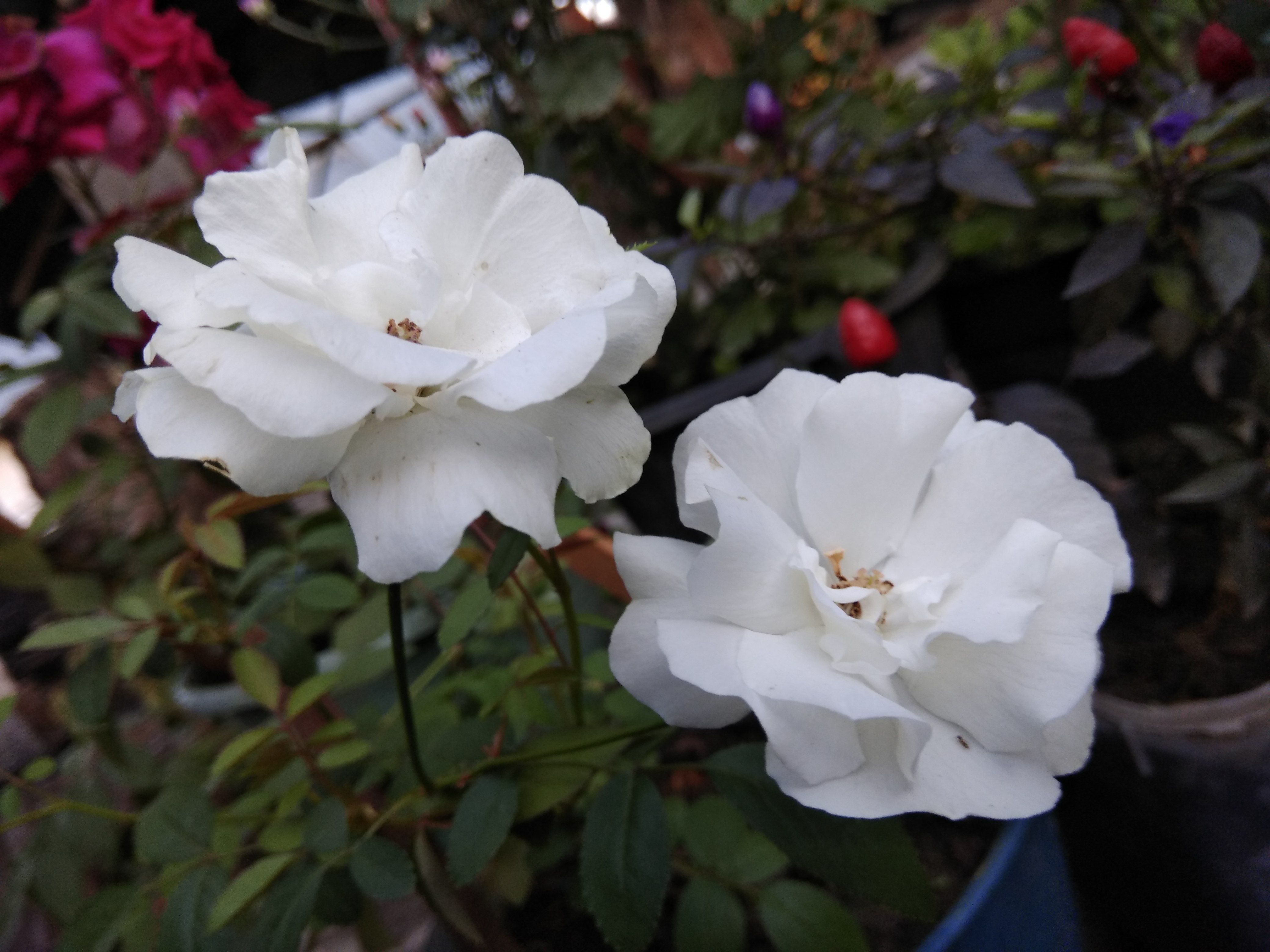 Detail Taman Bunga Mawar Putih Nomer 23