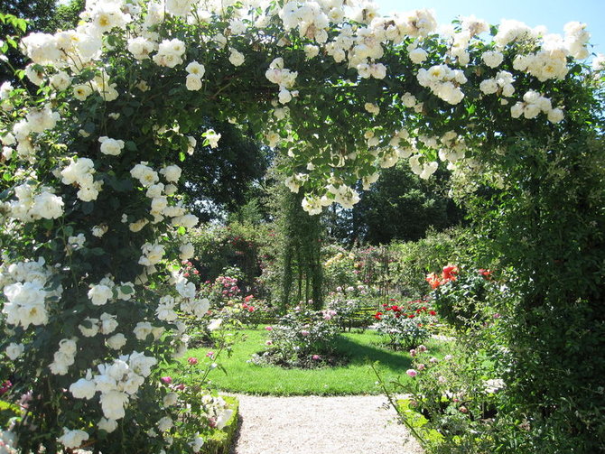 Detail Taman Bunga Mawar Putih Nomer 24