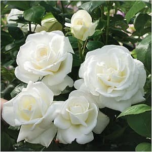 Detail Taman Bunga Mawar Putih Nomer 28