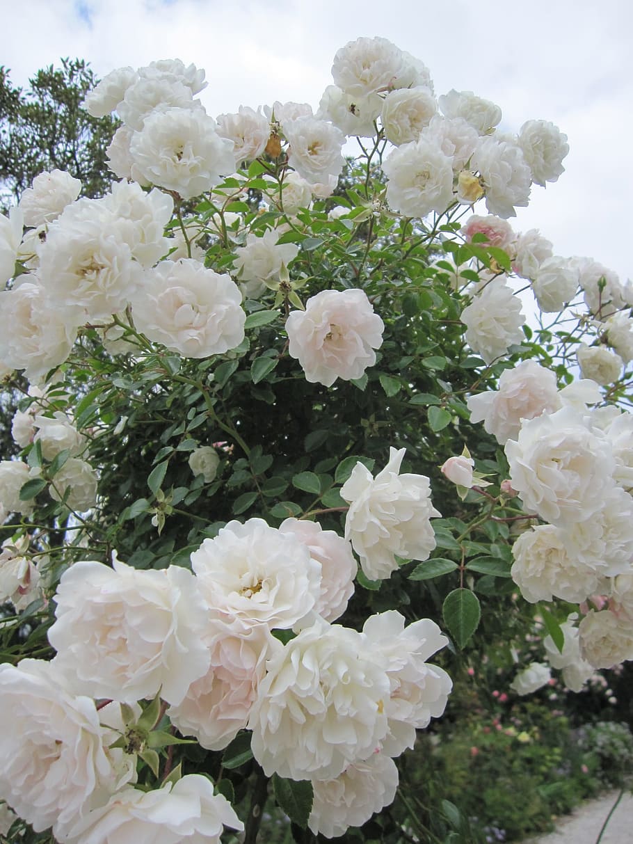 Detail Taman Bunga Mawar Putih Nomer 29